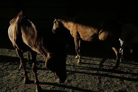 In the early morning light, emaciated horses eat hay in a barn at the Dream Catcher Wild Horse and Burro Sanctuary in Ravendale, Calif. The barn is used as a rehabilitation center for old and ailing horses. With little funding coming in at the nonprofit sanctuary because of a misunderstanding involving another sanctuary, some of the horses that can't be adopted will have to be euthanized.
