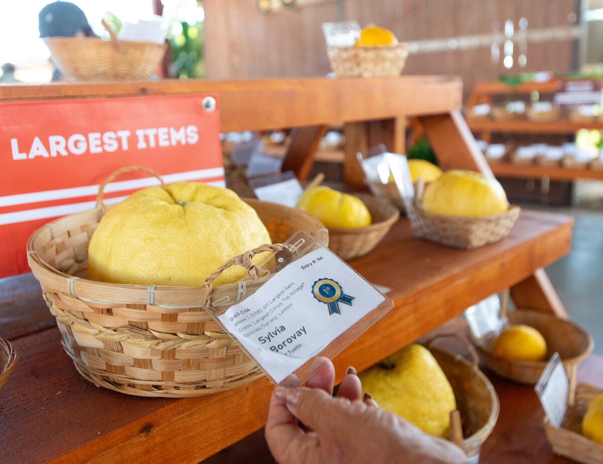 An award-winning massive lemon sits on display at the 2024 OC Fair.