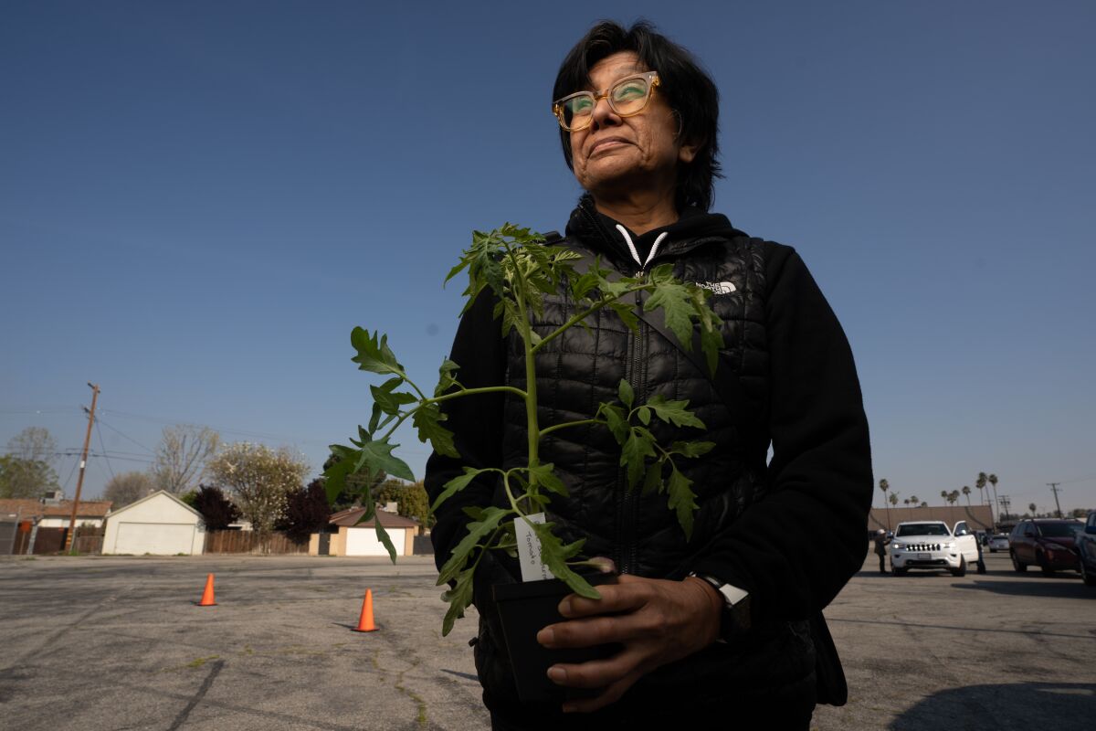 A woman with glasses holding a potted tomato plant