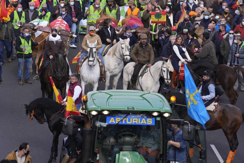 Agricultores, ganaderos y simpatizantes de la oposición participan en una protesta contra las políticas ambientales y económicas del gobierno español que, según dicen, están perjudicando a las comunidades rurales, en Madrid, España, el 23 de enero de 2022. (AP Foto/Paul White)