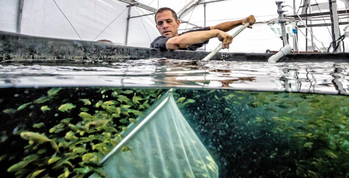 Hubbs-SeaWorld Research Institute researcher Kevin Stuart with yellowtail at the organization’s Mission Bay laboratory.