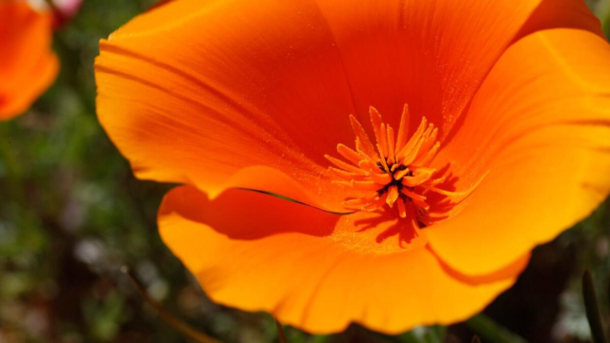 A California poppy as the fields are turning golden in the Antelope Valley California Poppy Reserve and surrounding areas on April 1, 2009.