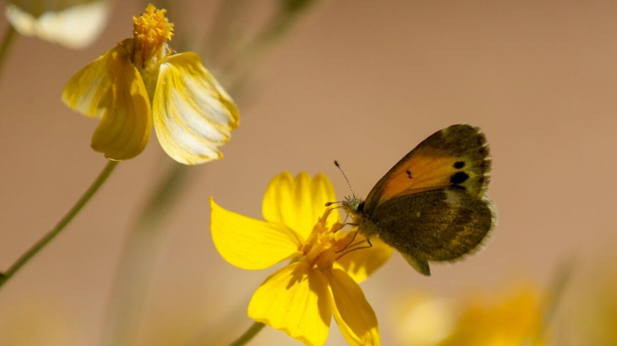 A butterfly lands on the foliage along the Mica View trail in Saguaro National Park near Tucson, Ariz.