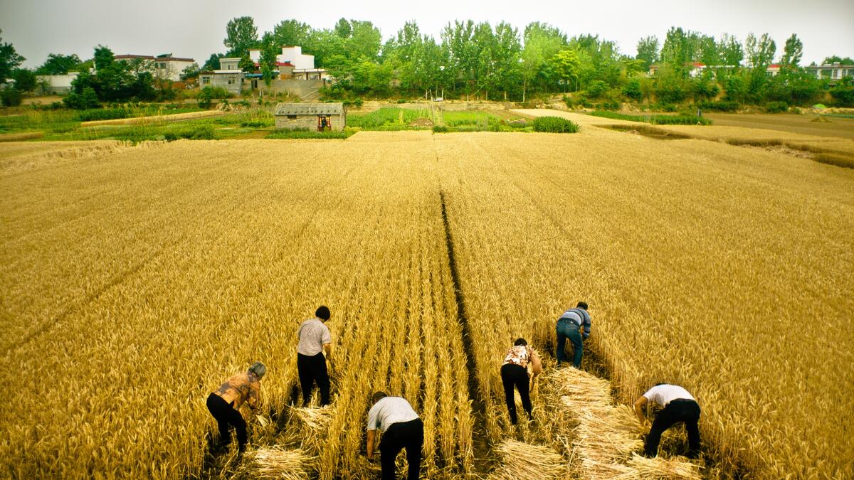 Six people harvest grain in a field