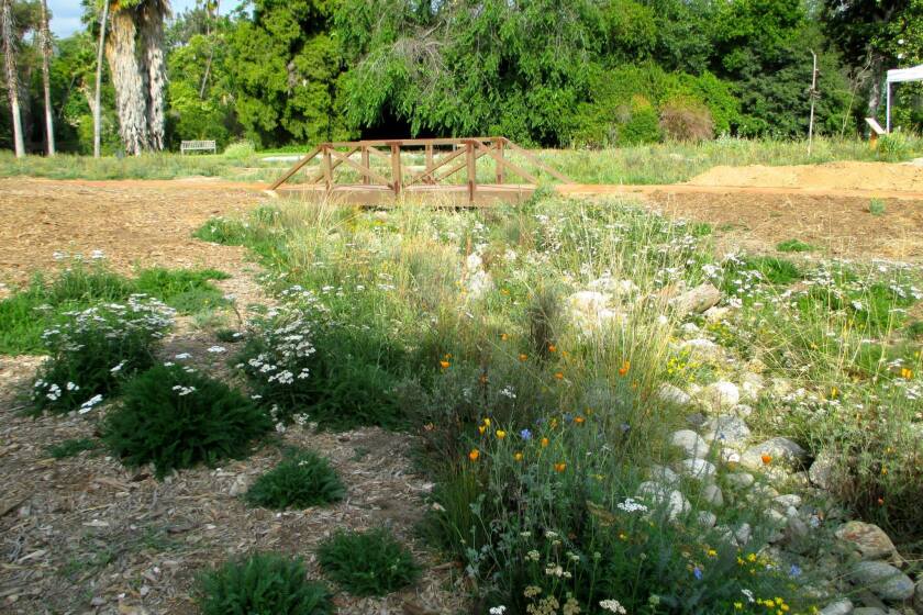 A bioswale filled with juncus, yarrow, purple stipa, poppies, deer weed and blue flax is thriving on harvested water at the Los Angeles County Arboretum and Botanic Garden's new Crescent Farm.