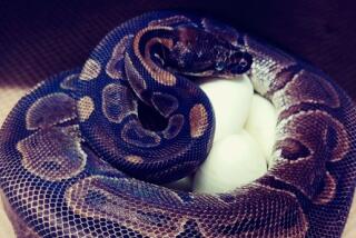 A 62-year-old ball python at the St. Louis Zoo laid eggs on July 23.
