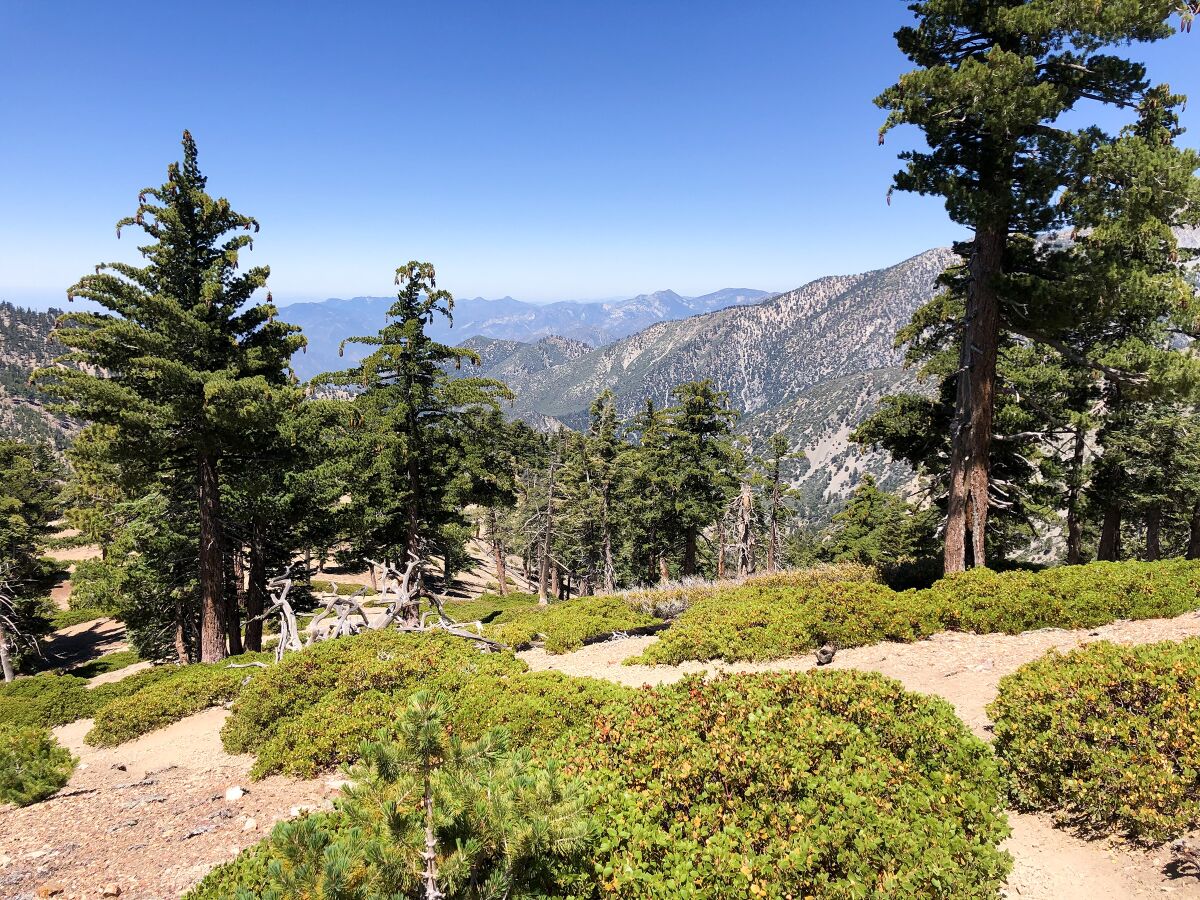 The trail to Timber Mountain in the Mt. Baldy area is one of the trails that reopened.