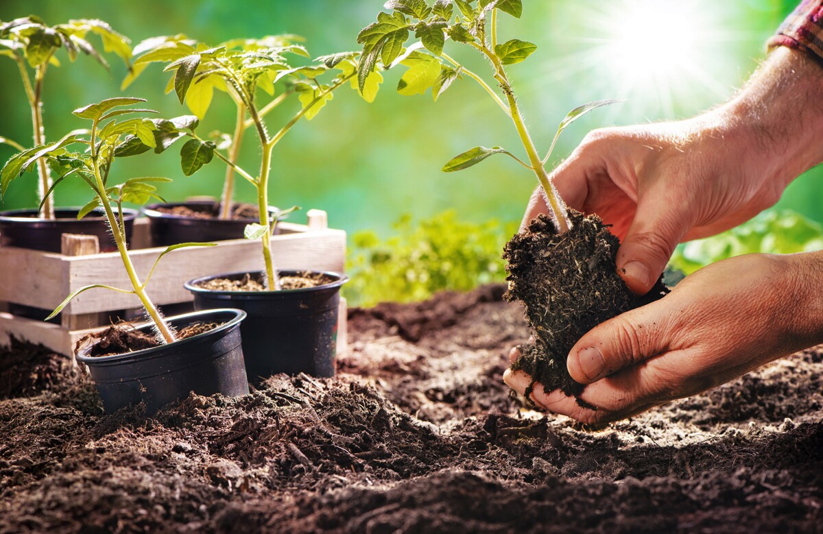 Learning Basics Help Home Garden Vegetables Thrive The San Diego Union Tribune