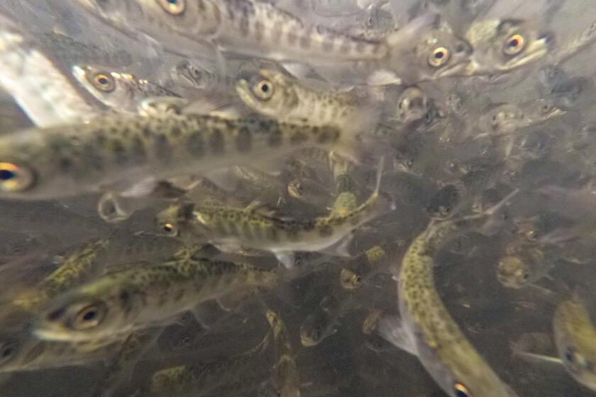 In this photo provided by the California Department of Fish and Wildlife, juvenile Chinook salmon swim in a raceway at Iron Fish Gate Hatchery, Siskiyou County, Calif., before their relocation on July 7, 2021. Baby salmon are dying in the thousands in one river and an entire run of endangered salmon could be wiped out in another due to the blistering heat waves and extended drought in the U.S. West. Recently California fish and wildlife officials decided not to release more than 1 million hatchery-raised baby chinook salmon into the wild, and instead drove them to several hatcheries that could host them until Klamath River conditions improve. (Travis VanZant/CDFW via AP)