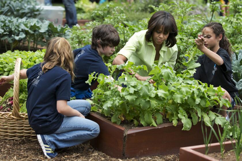 First Lady Michelle Obama joins school children from Long Beach Island Grade School in Ship Bottom, N.J., to harvest the summer crop from the White House kitchen garden.