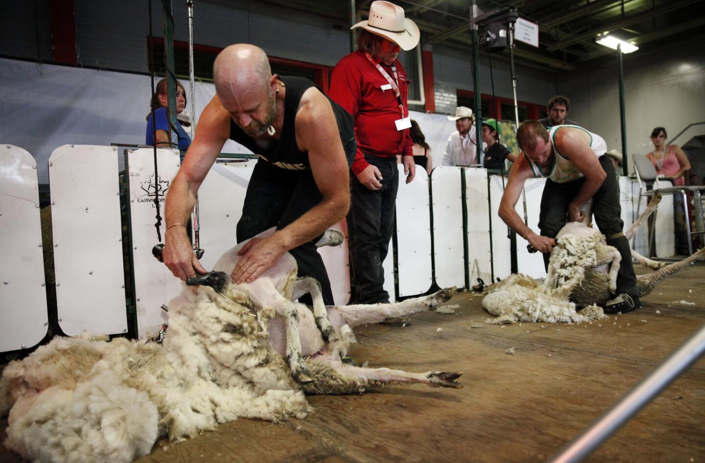 Besides parades, rodeo events and unhealthy food, the Calgary Stampede features sheep shearing. These sheep and shearers were part of the opening weekend in 2013.