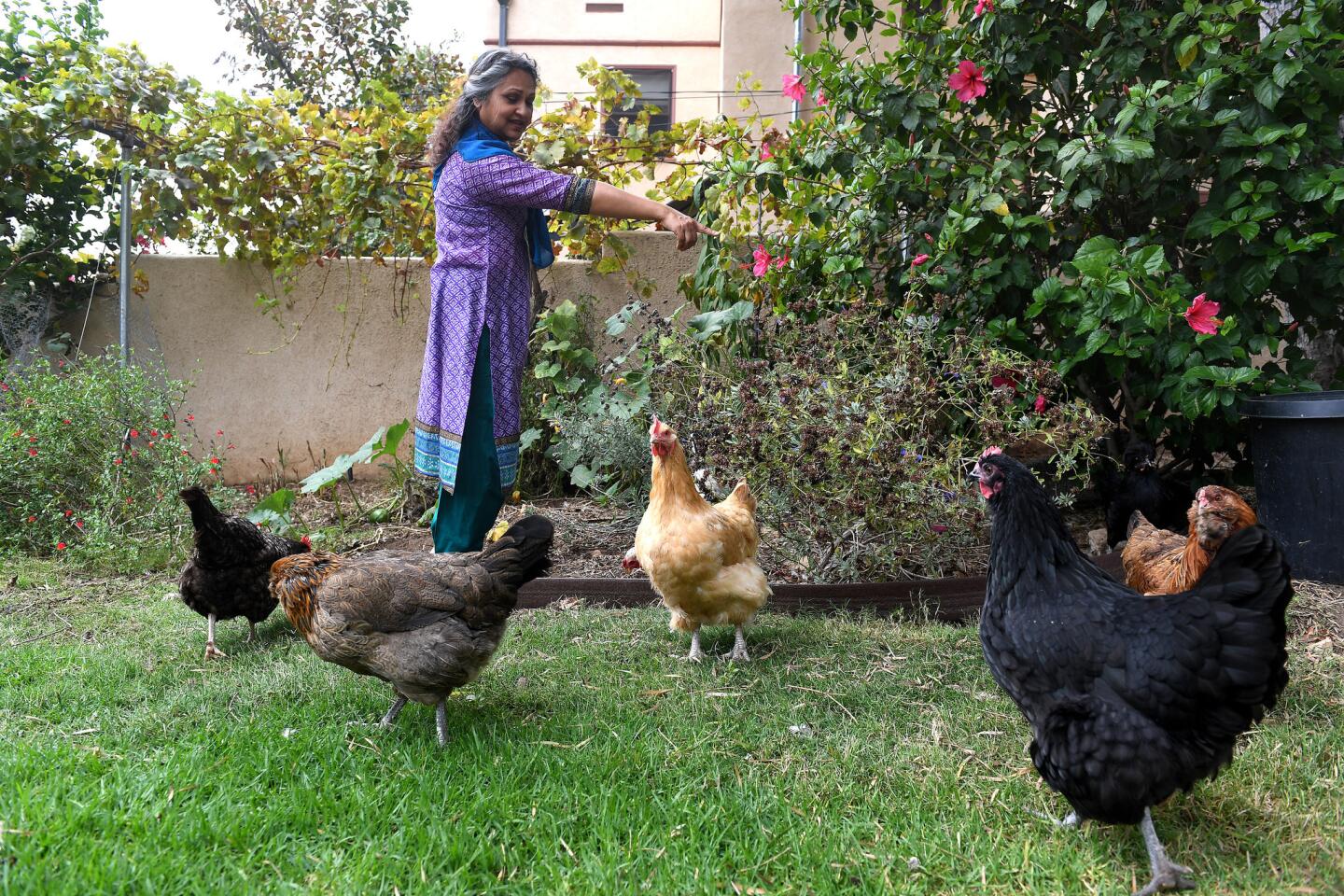The chickens roam free in Choi Chatterjee's Altadena backyard.