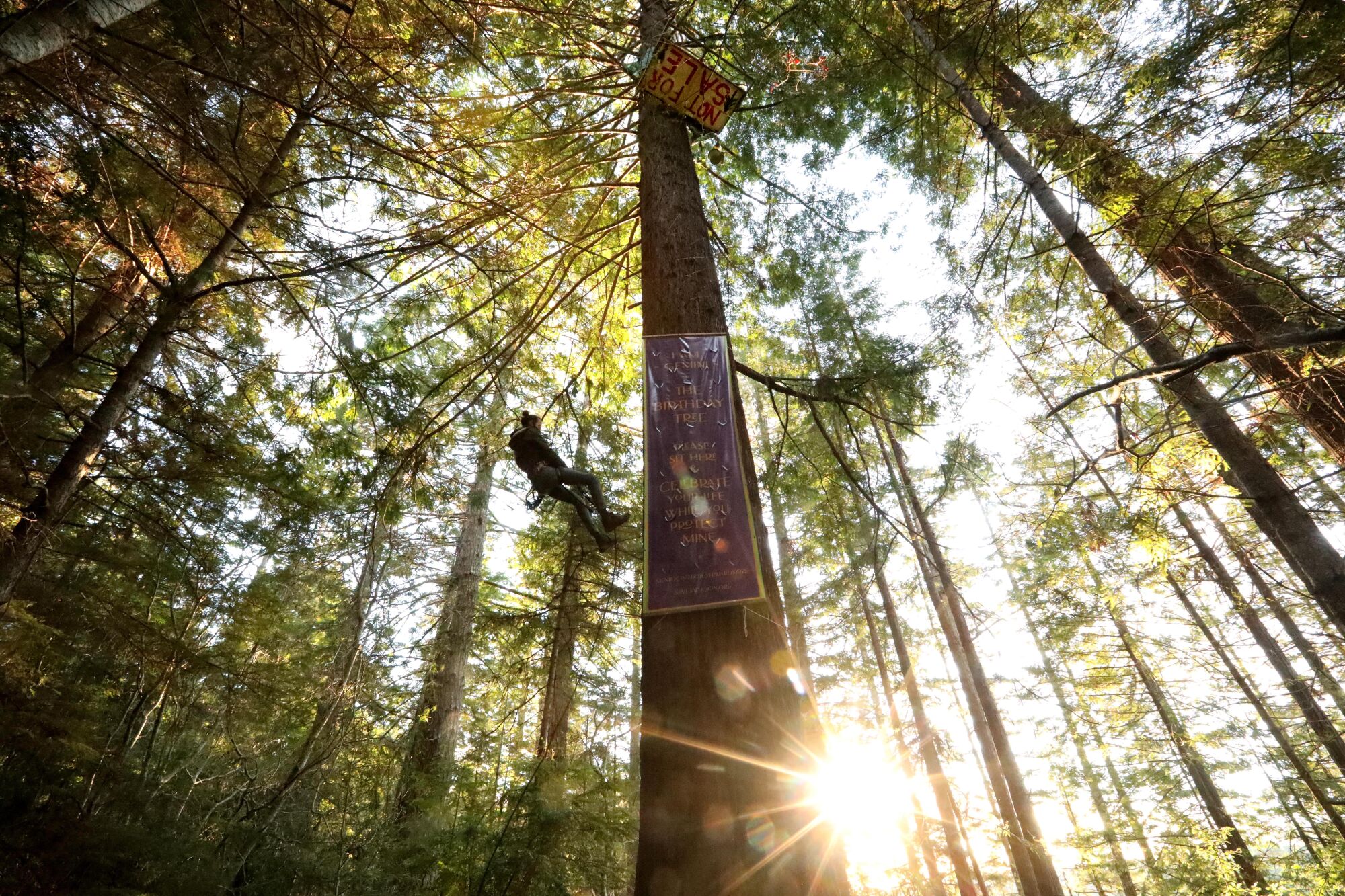 An activist ascends a redwood tree named Gemini in the Jackson Demonstration State Forest.