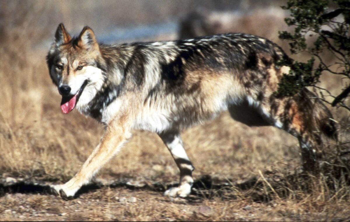 FILE - In this undated file photo provided by the U.S. Fish and Wildlife Service, a Mexican gray wolf leaves cover at the Sevilleta National Wildlife Refuge, Socorro County, N.M. Wildlife managers in the United States say their counterparts in Mexico have released two pairs of endangered Mexican gray wolves south of the U.S. border as part of an ongoing reintroduction effort. (Jim Clark/U.S. Fish and Wildlife Service via AP, File)