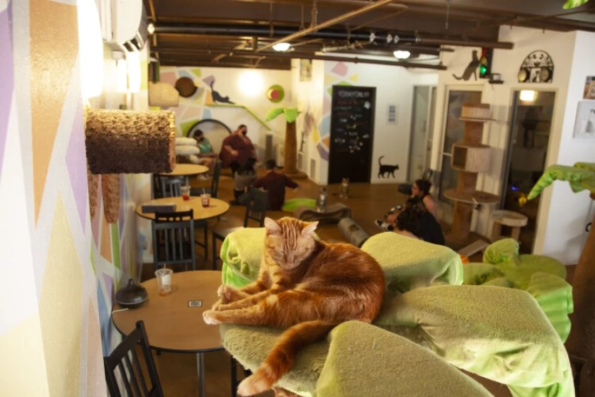 San Diego Cat Cafe Survives