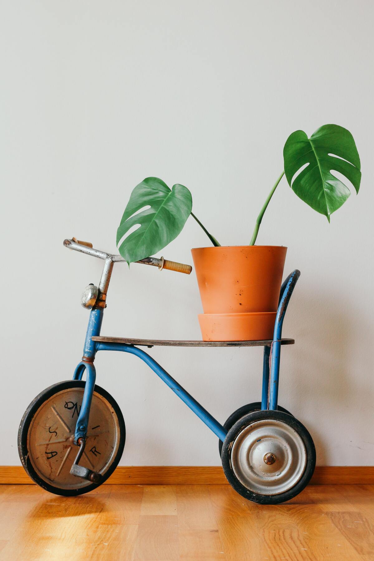 Philodendron houseplant.