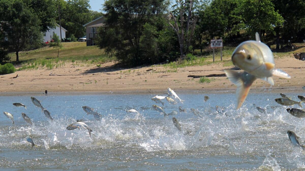 In this 2012 file photo, Asian carp, jolted by an electric current from a research boat, jump from the Illinois River near Havana, Ill.