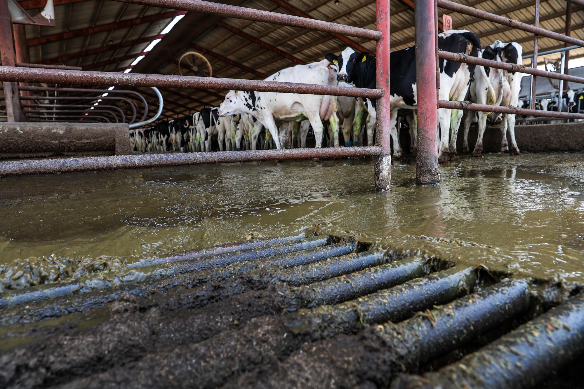 Water and cow manure flow into a grating.