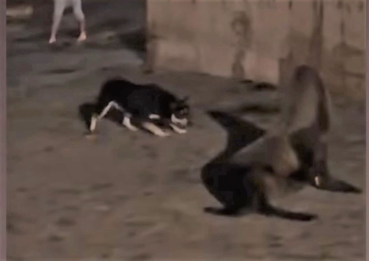 A dog and a sea lion face off in a screenshot from a video in March.