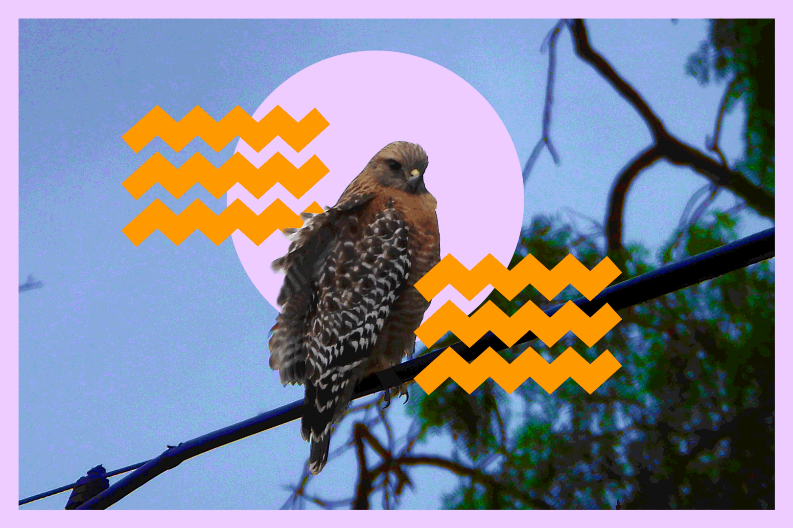 A red-shouldered hawk sits on a power line in Griffith Park.