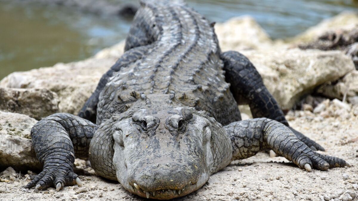 Alligators are caught in the clash between Florida's wilderness and development.