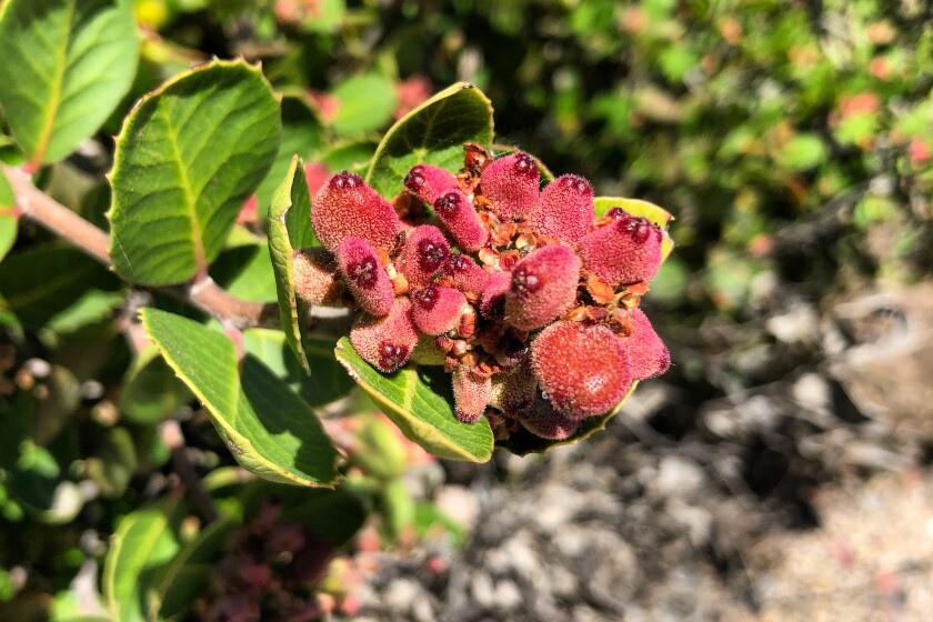 Red berries on a branch with green leaves