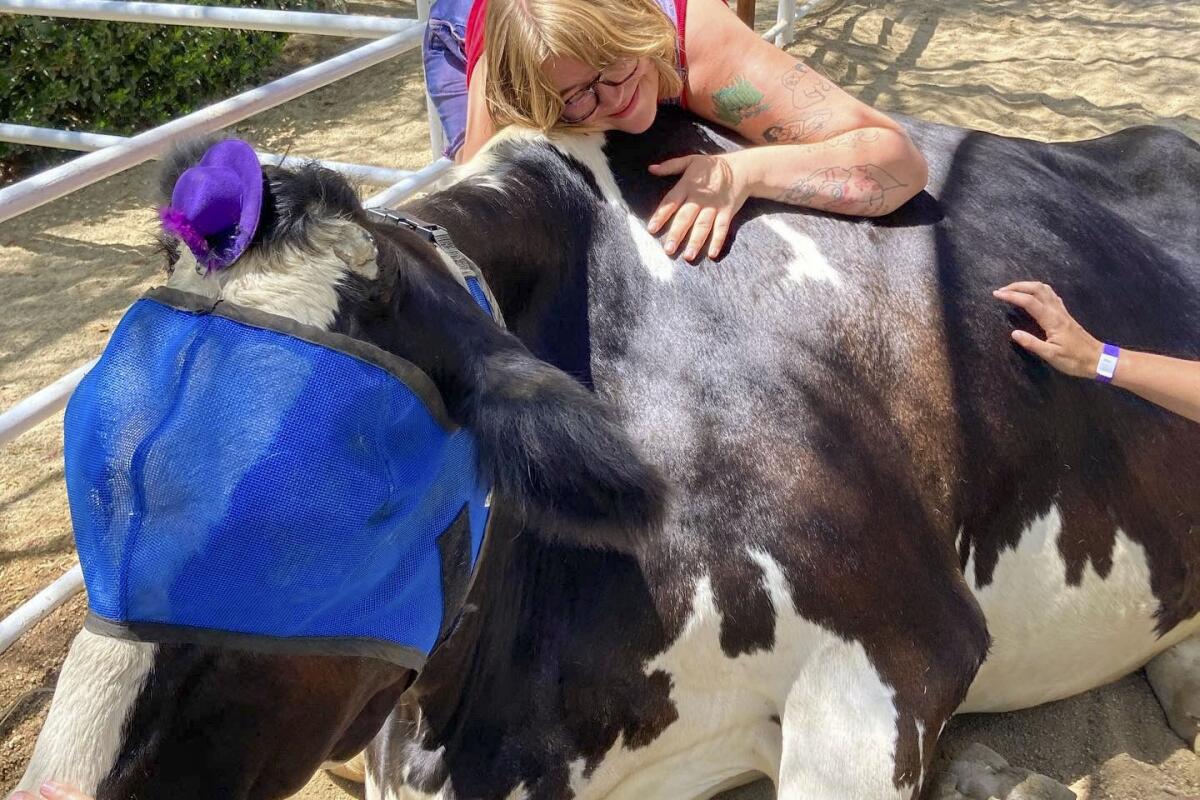 Julia Carmel hugging a cow