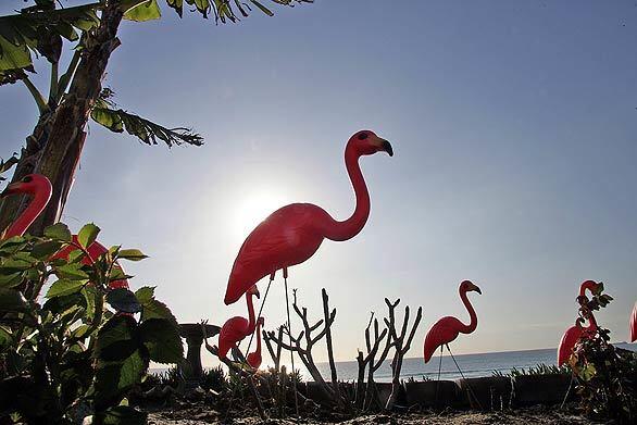 Pink flamingo's