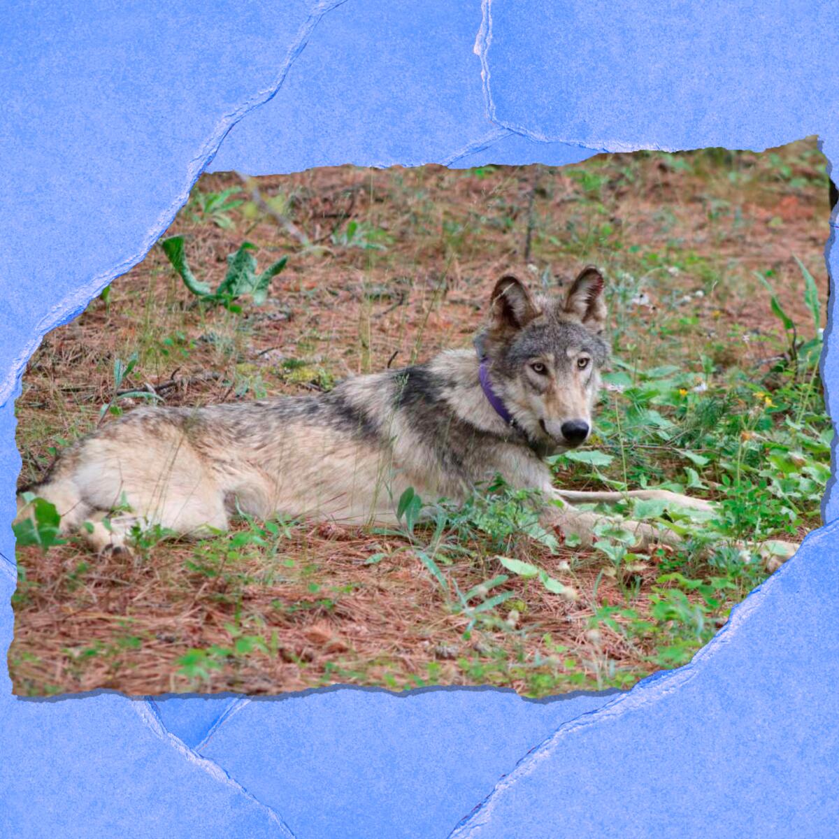 A gray wolf lies among plants in the scrub brush.