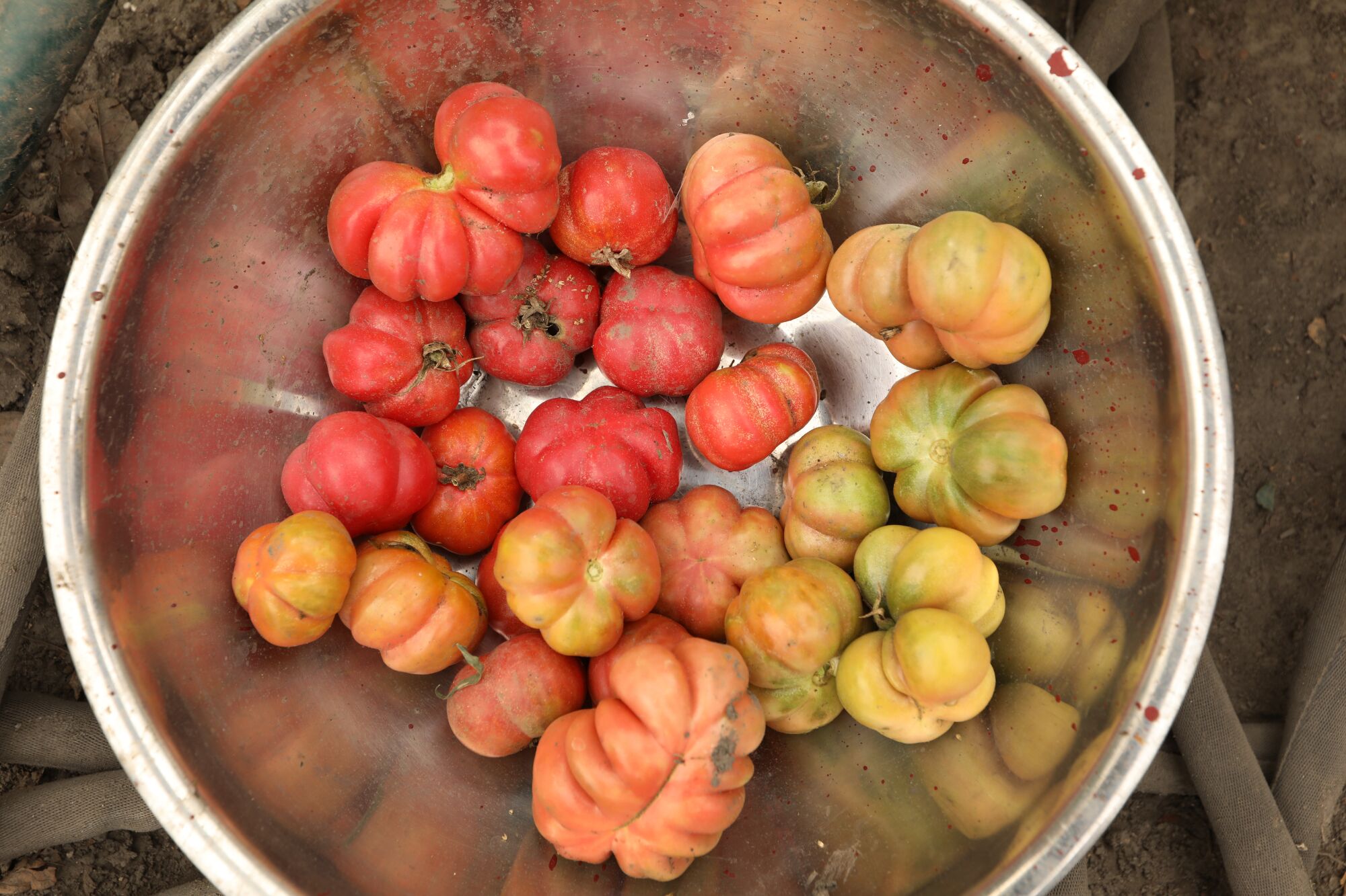 Tomates du jardin communautaire de Stanford Avalon à Watts.