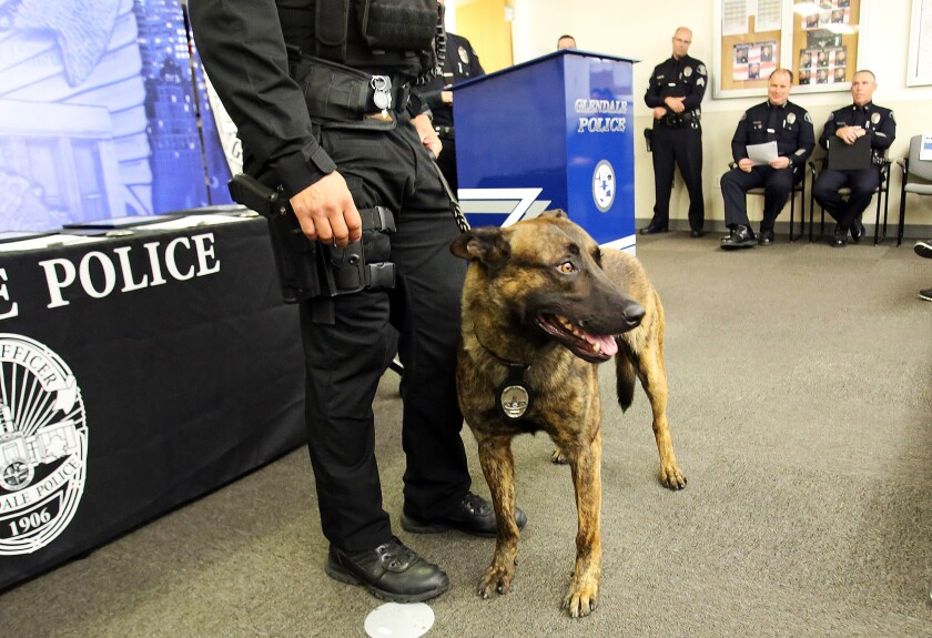 The Glendale Police Department introduced one of its newest hires during a promotion and swearing in ceremony on Thursday: K-9 Officer Mike, a 3-year-old Dutch Shepherd.