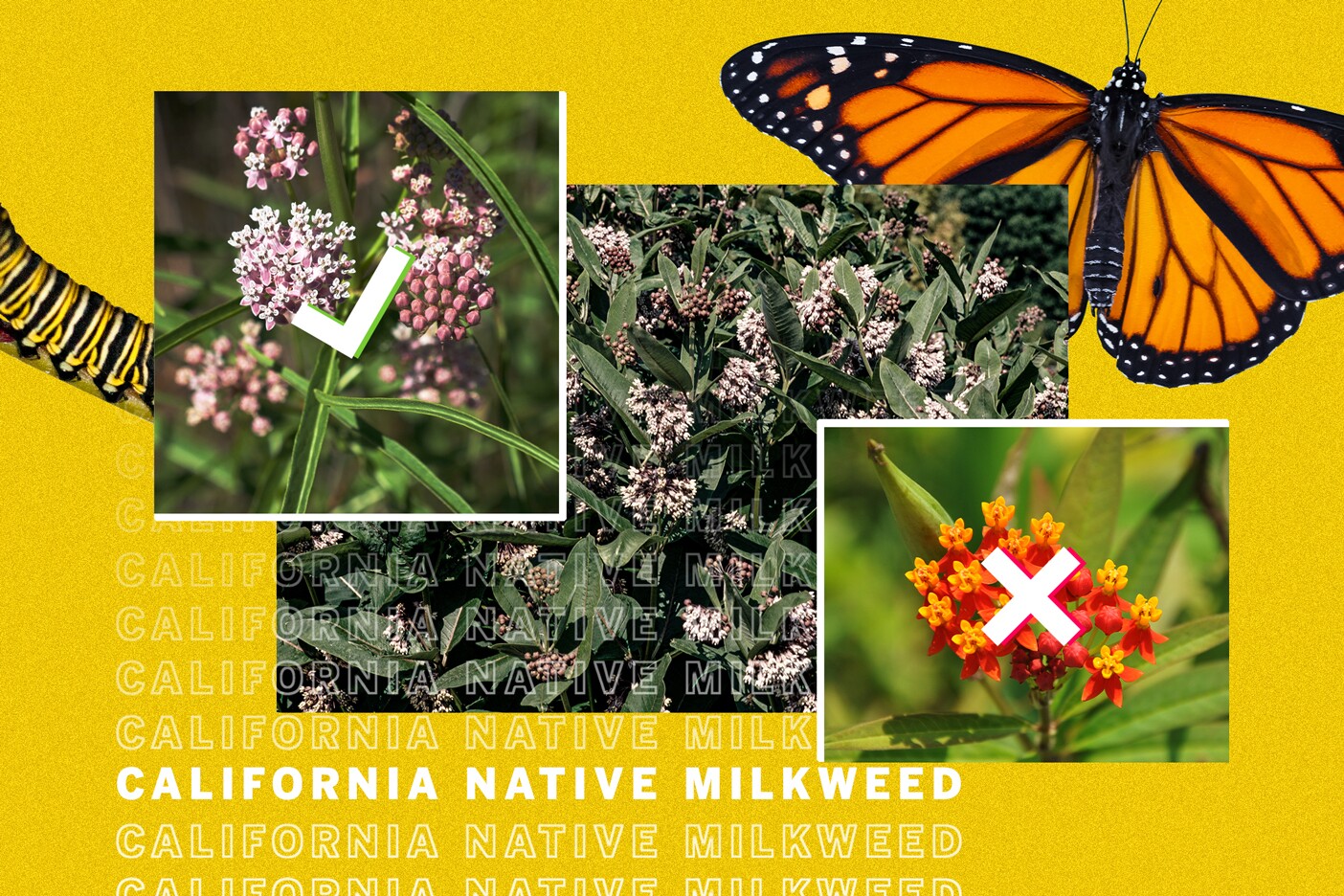 How To Find Native Milkweed For Monarch Butterflies Los Angeles Times How To Find Native Milkweed For Monarch Butterflies Los Angeles Times