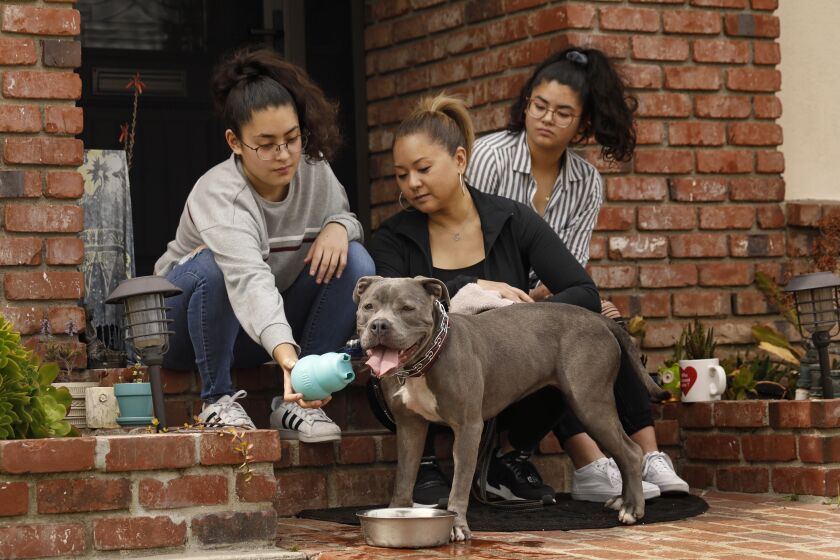 DOWNEY, Los Angeles CALIFORNIA-MARCH 31, 2020-Namiko Ishii-Danganan, left, and her daughters Ami Ishii, center, and Miya Ishii, right, and are fostering Sky, a one-year-old "blue-nose pit bull", at their home in Downey, California. Photo taken on March 31, 2020. Amid the coronavirus pandemic, many more people are stepping up to foster and adopt animals. Photo taken on March 31, 2020. ( (Carolyn Cole/Los Angeles Times)