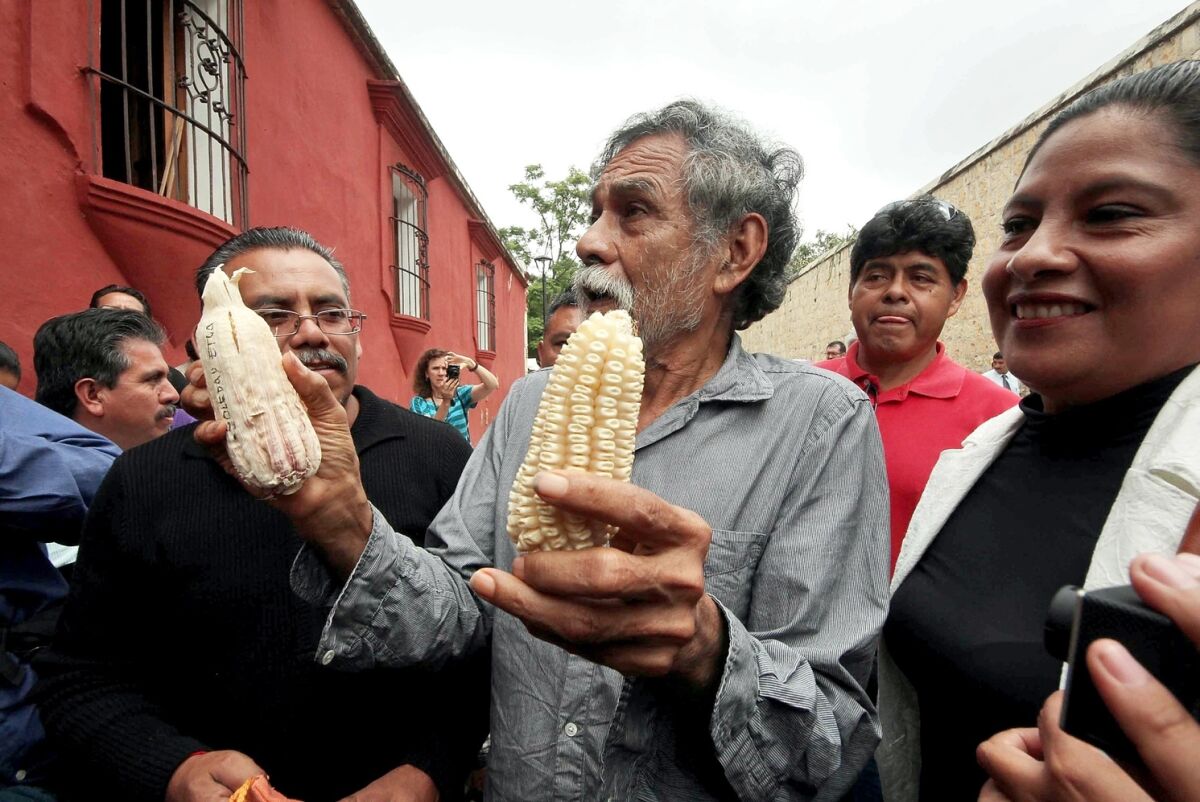 Prohibir la importación de maíz transgénico fue una de las principales demandas del pintor y activista Francisco Toledo.