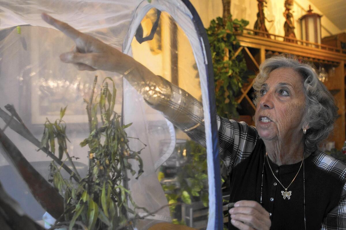 Leslie Gilson of Huntington Beach points to monarch butterflies in their chrysalis at her home on Dec. 21.