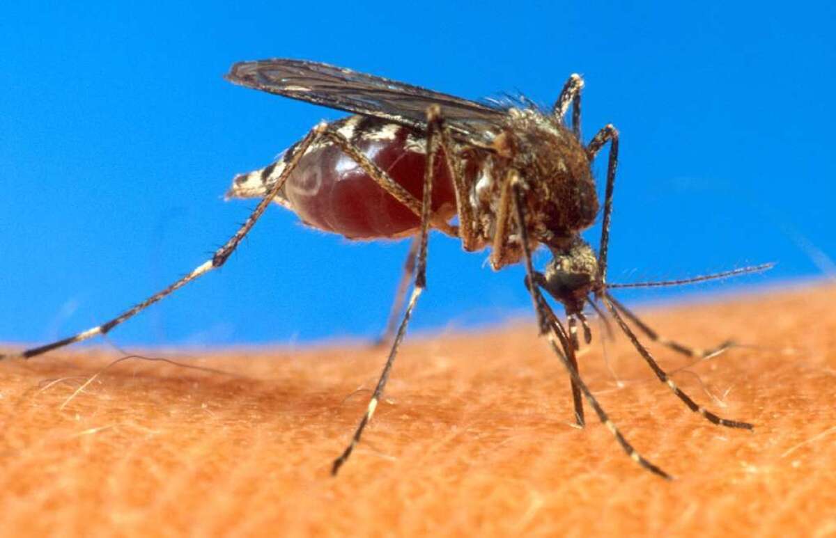 West Nile virus is usually transmitted to humans by mosquitoes.
