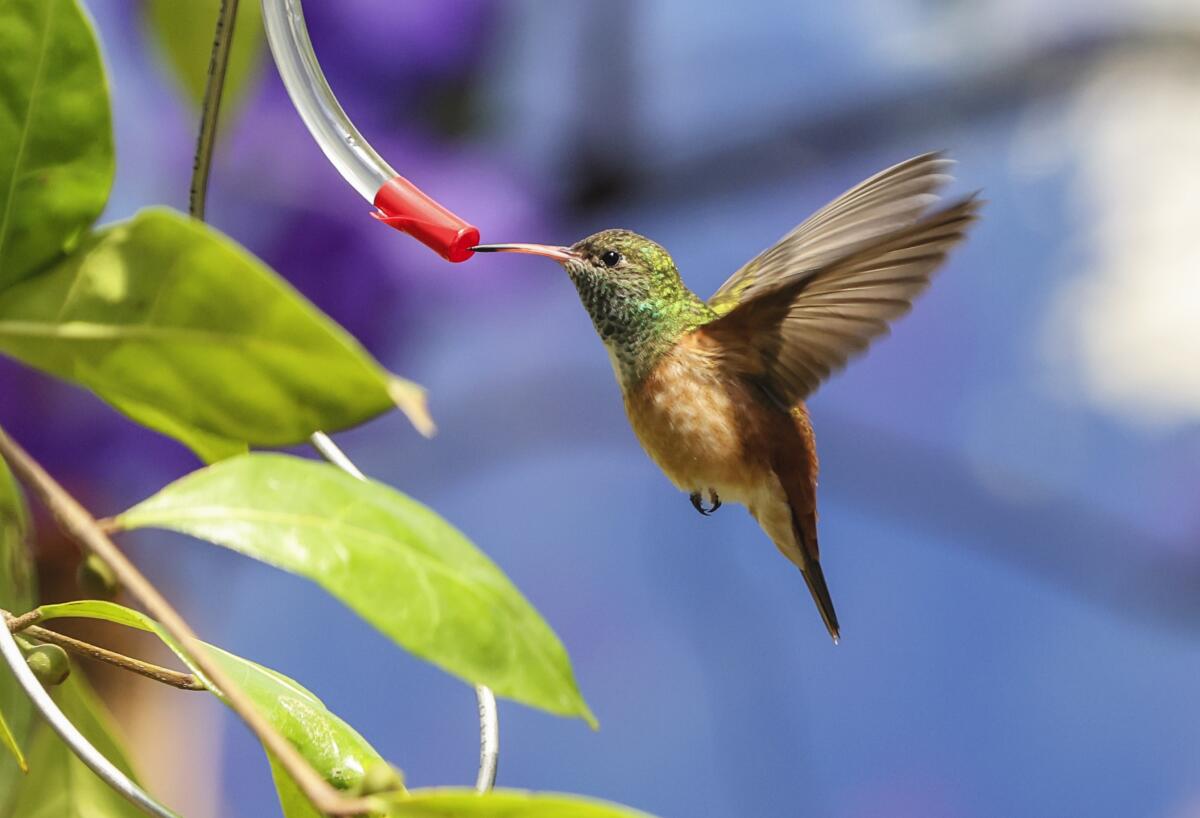 Una rara hembra de colibrí esmeralda en la nueva exposición Hummingbird Habitat del Zoo de San Diego.