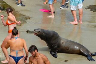 A group of people got too close to a sea lion at La Jolla Cove on Wednesday, August 9. 2023. The sea lion lunged at her but there were no injuries.
