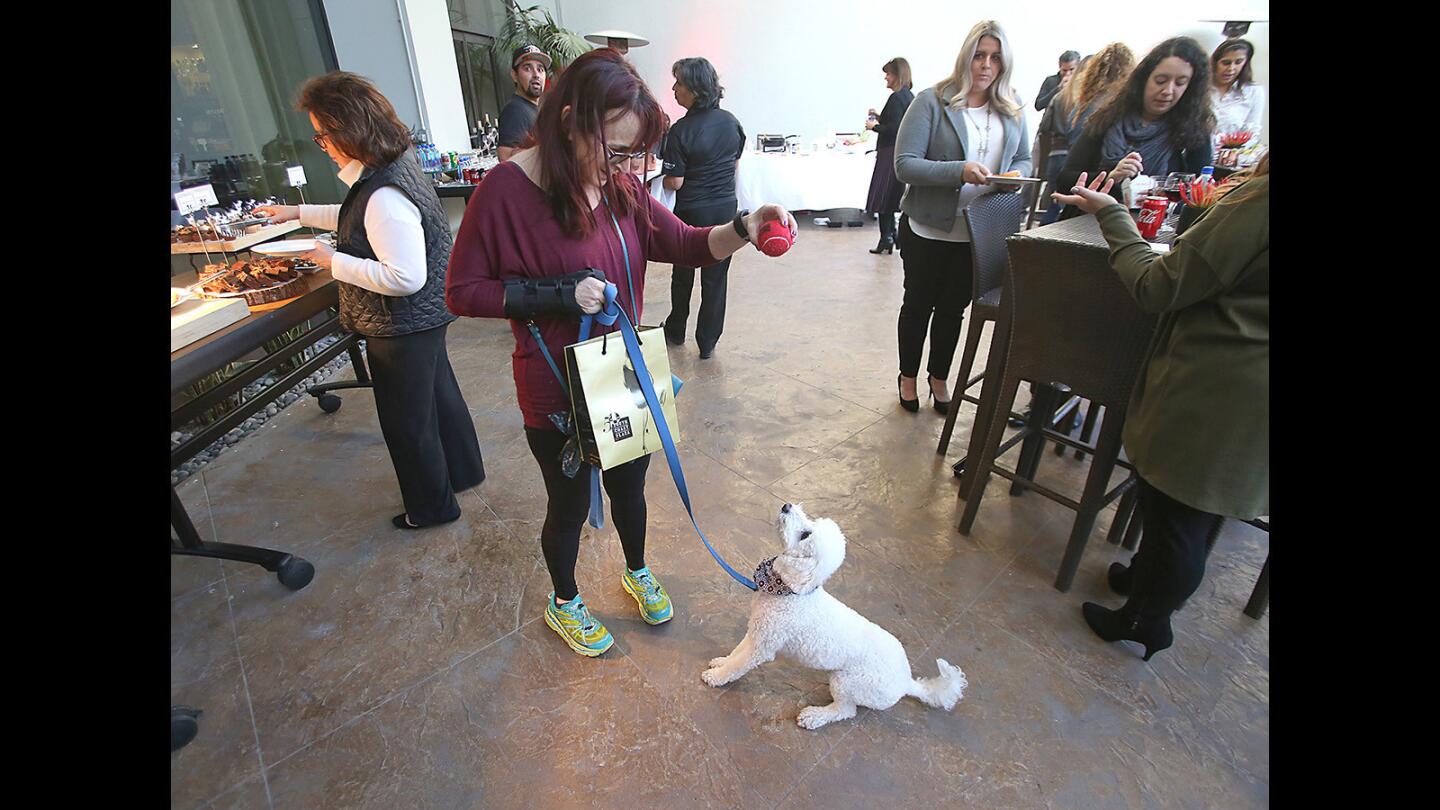 Miriam McGorrin shows her dog Fonzi one of the toys in the gift bag, a tennis ball, during the "Yappy Hour" dog owners happy hour at the Waterfall Terrace in the Westin Hotel on Friday.