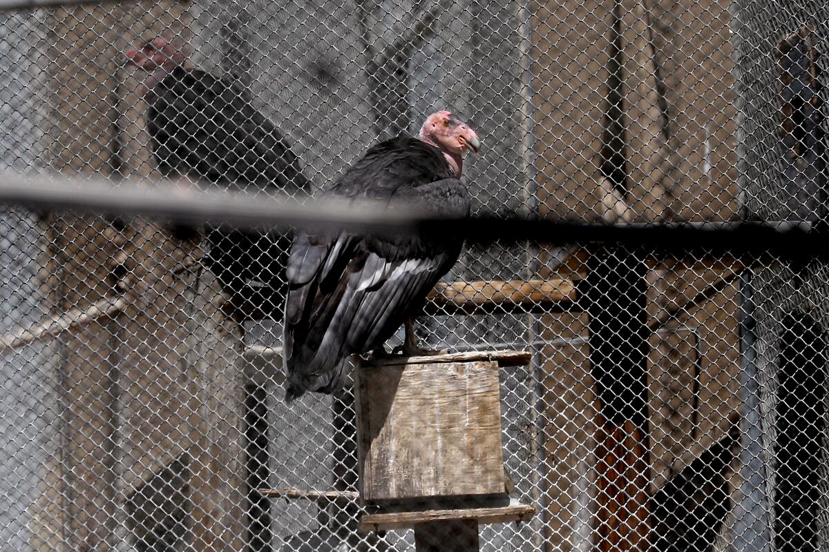 A condor in the California Condor Recovery Program at the Los Angeles Zoo.