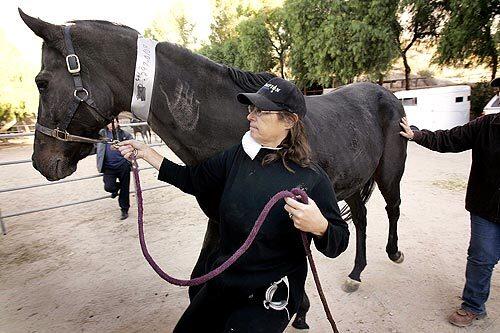 Evacuating horses