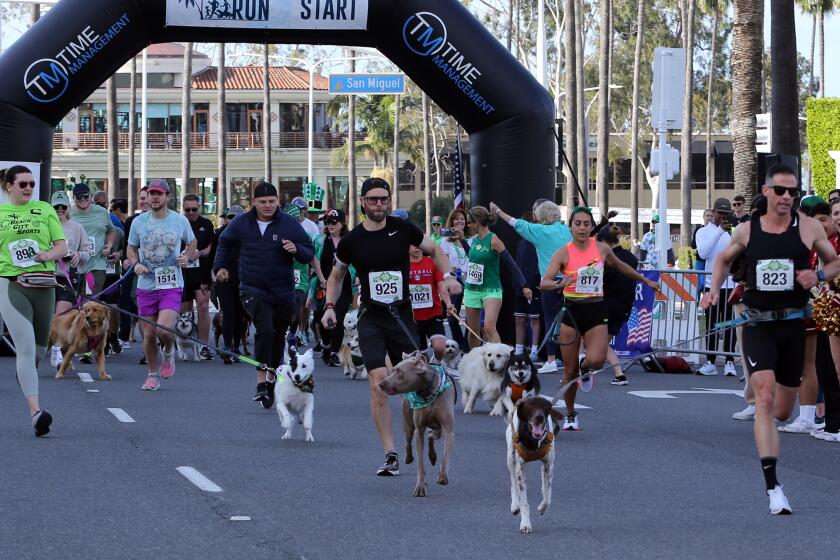 Runners with their dogs start the Dog Mile race during the 40th Anniversary of the Newport-Mesa Spirit Run at Fashion Island in Newport Beach on Sunday, March 17, 2024. (Photo by James Carbone)
