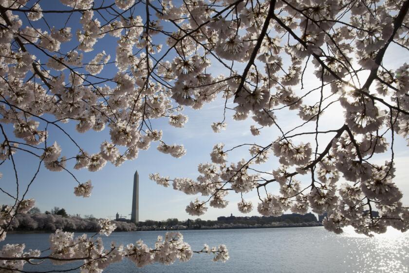 The Washington Monument, seen here through a veil of spring cherry blossoms, stands near the Tidal Basin in Washington, D.C.