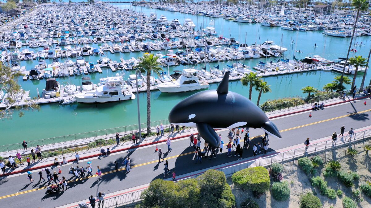The Festival of Whales Parade passes near the harbor in early March 2020.
