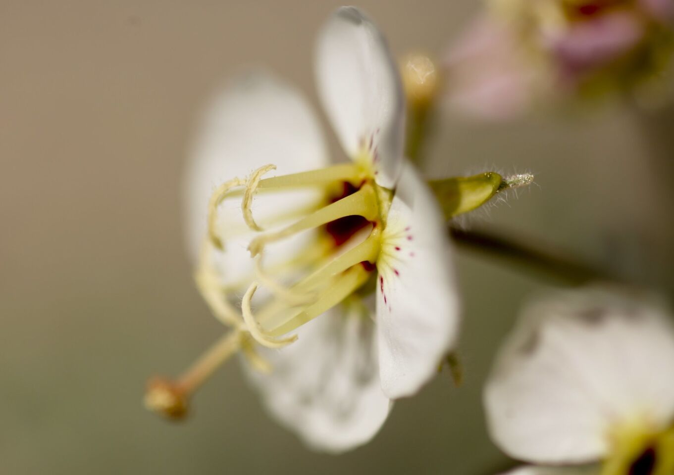Brown Eyed Primrose (Chylismia claviformis) bloom in the Anza-Borrego Desert State Park.