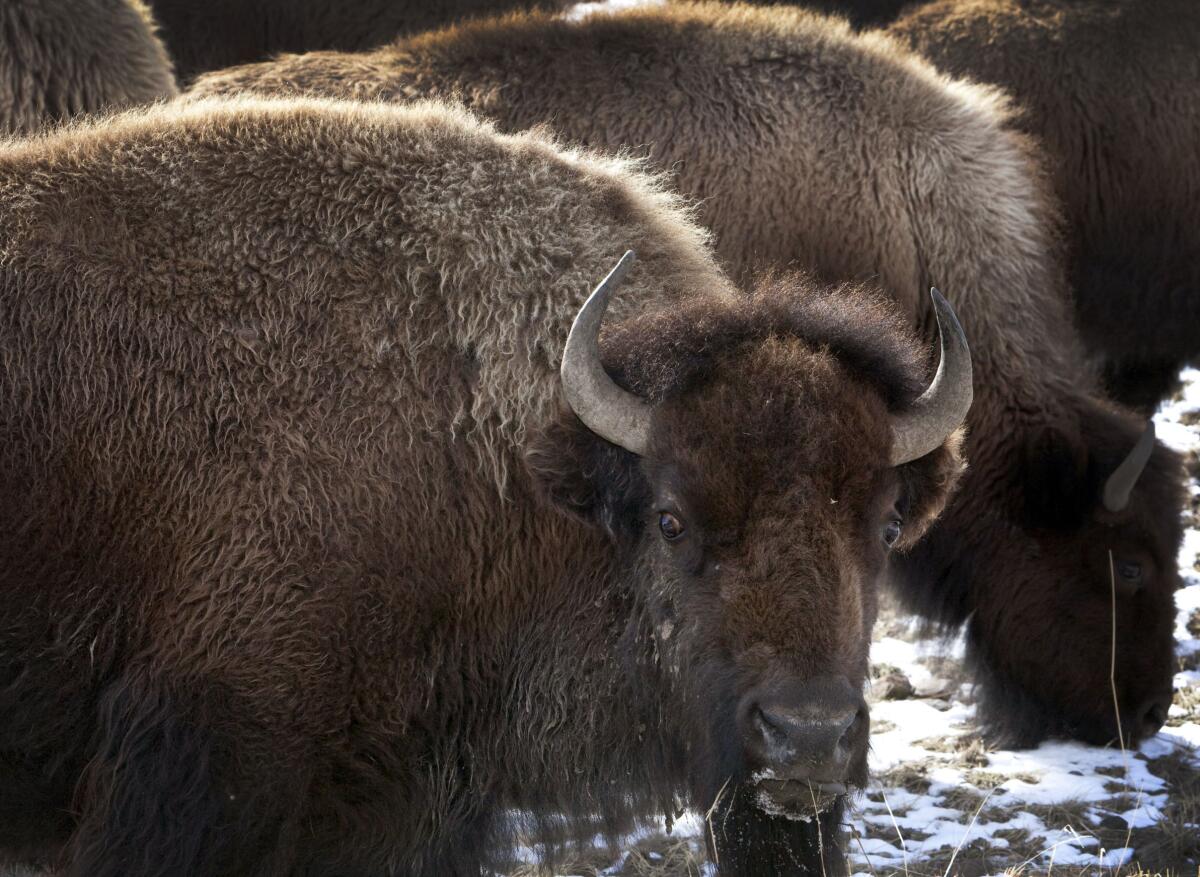 bison roaming outside the gate of Yellowstone National Park in Gardiner, Mont.