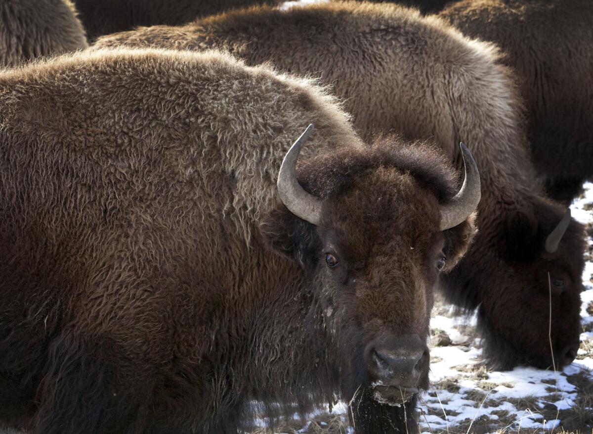 bison roaming outside the gate of Yellowstone National Park in Gardiner, Mont. 