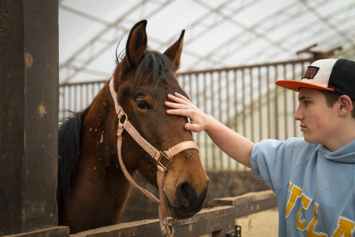 A teenager pets a horse