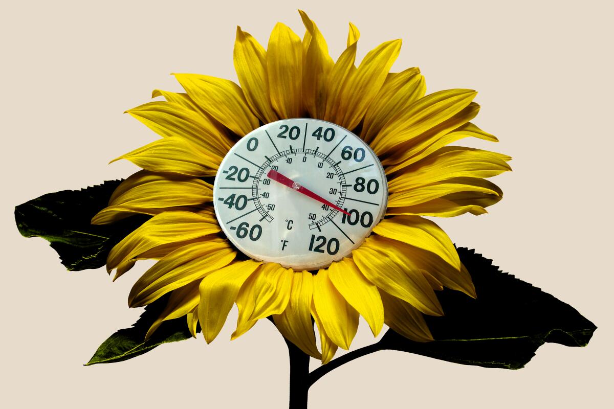 Photo illustration of a thermometer reading 100 degrees in the center of a singed yellow sunflower.