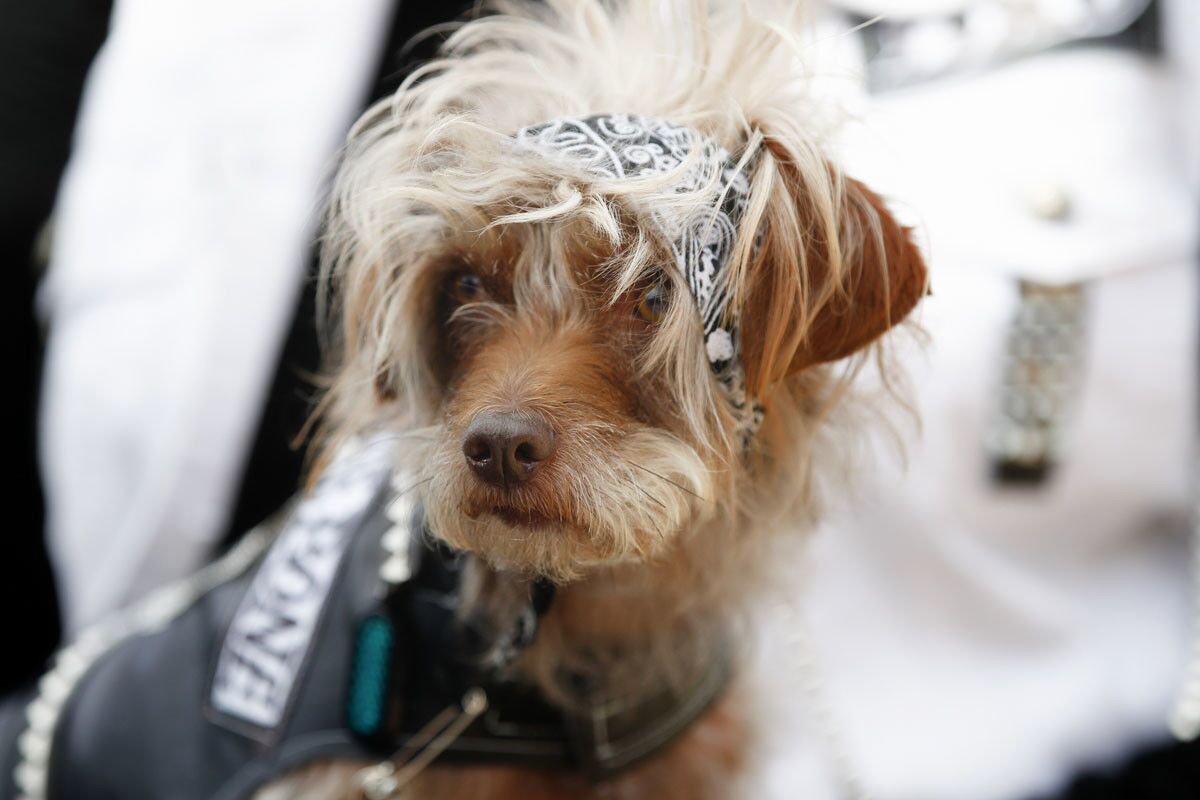 DEL MAR, CALIFORNIA, USA -- APRIL 9, 2017 MANDATORY CREDIT: PHOTO BY NELVIN C. CEPEDA, SAN DIEGO UNION-TRIBUNE Hudson arrived with his owner Rebecca Berenson from Mira Mesa to compete in this years Ugly Dog Contest in Del Mar.